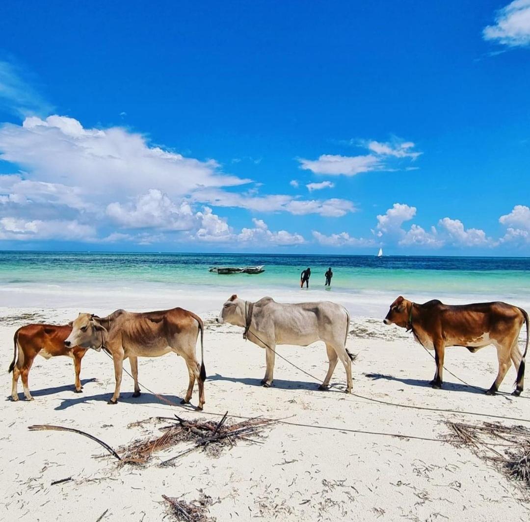 Sipano Beach Lodge Kiwengwa Ківенґва Екстер'єр фото